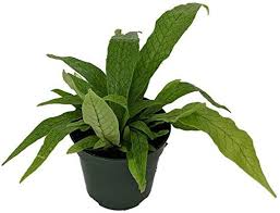 Helechococodrilo