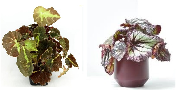 Begonia