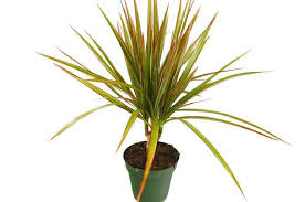 Dracaena