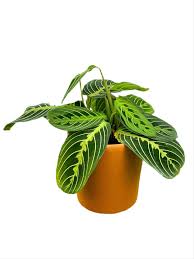 Maranta