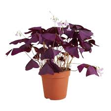 Oxalis