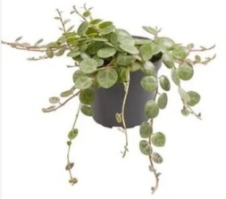 Peperomia