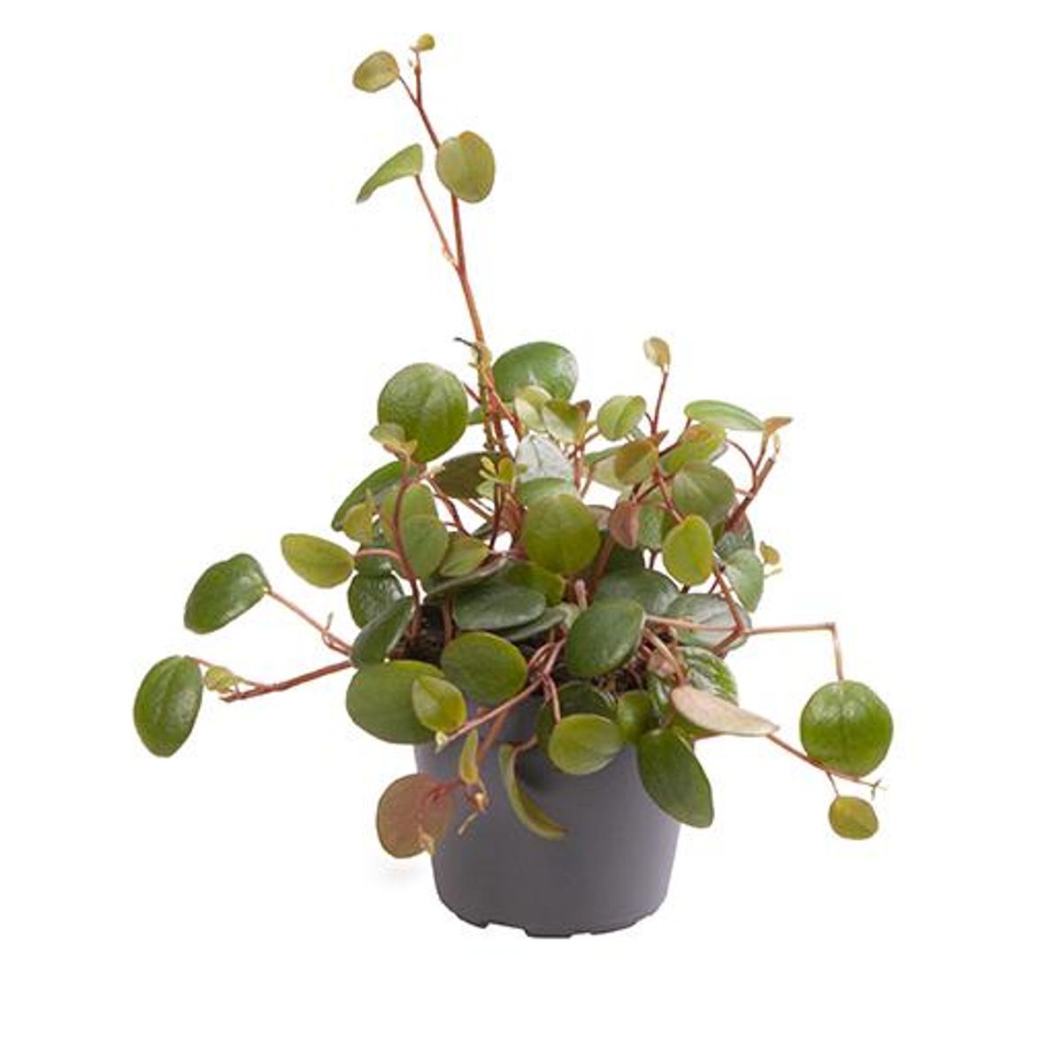 PeperomiaSpot