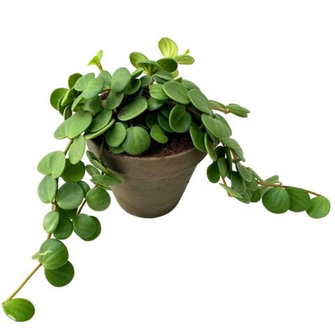 PeperomiaHope