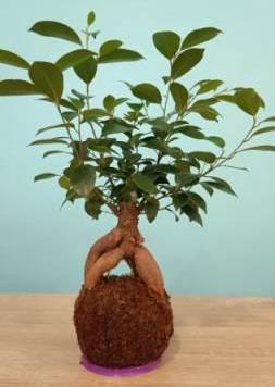 Planta 2