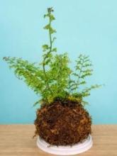 Planta 2