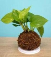 Planta 1